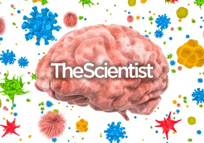 Exploring the Gut Microbiome’s Role in Neurodegeneration Exploring the Gut Microbiome’s Role in Neurodegeneration